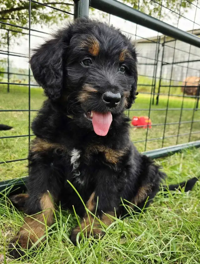 bernedoodle puppies in Dogs & Puppies for Rehoming in Winnipeg - Image 5