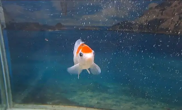 japanese koi fish in Fish for Rehoming in Oshawa / Durham Region - Image 7