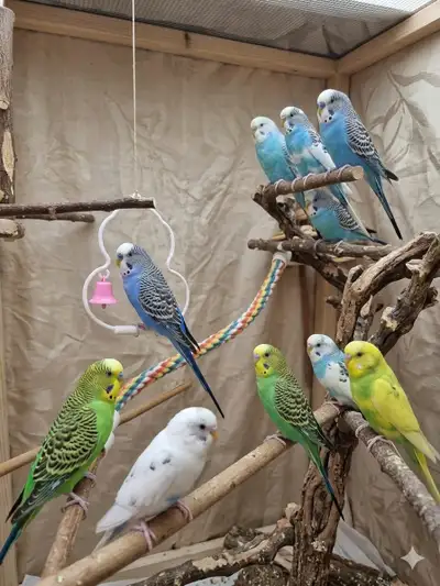 Beautiful Birds  ( Budgerigar) Budgie, View more