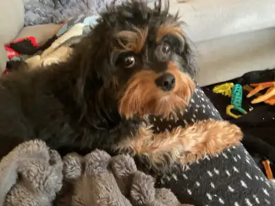 KING CHARLES POODLE MIX PUPPY  10 MONTHS OLD -  FOR REHOMING, View more