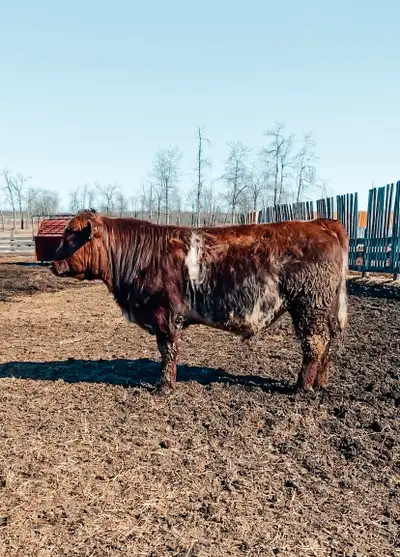 Registered yearling bull. March 1 2024 DOB, BW 92 lbs, current weight 1300 lbs. Great bull, wide top...