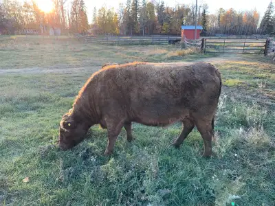 ISO hoof trimmer for dexter cow, View more