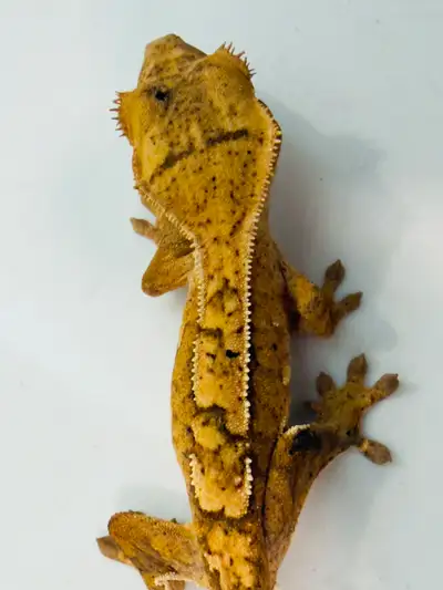 Crested Gecko, View more