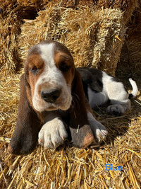 Basset Hounds Drlivery to Edmonton May.4th