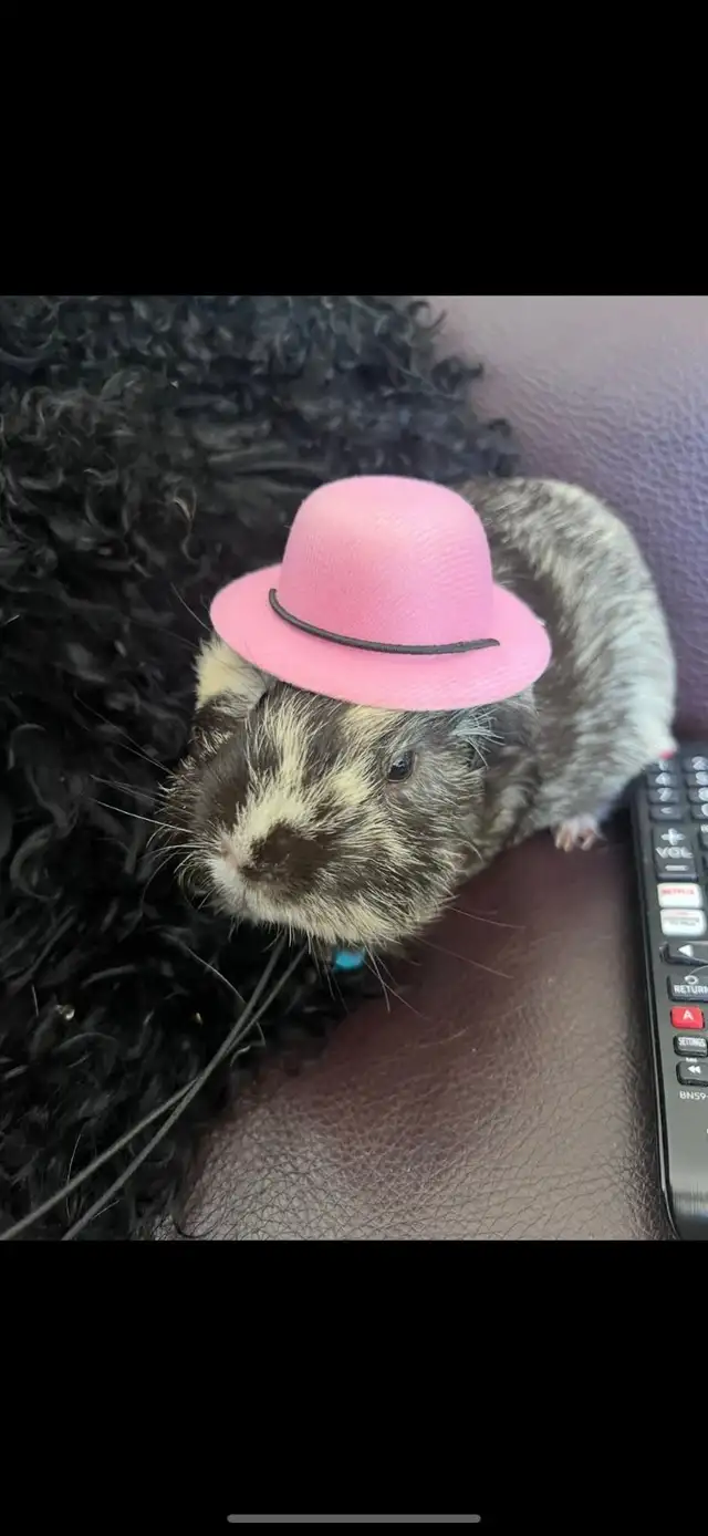 @@⭐️⭐️ Sue's home style pet boarding @@⭐️ in Animal & Pet Services in Brantford - Image 5