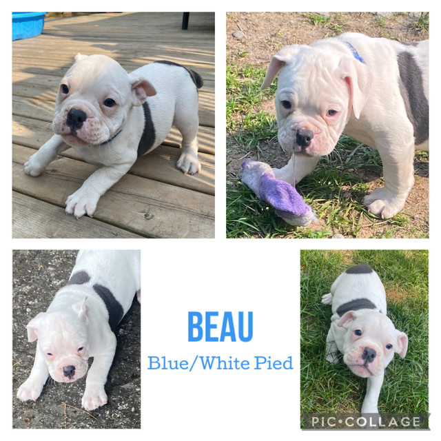 Olde English Bulldog Puppy in Dogs & Puppies for Rehoming in North Bay - Image 2