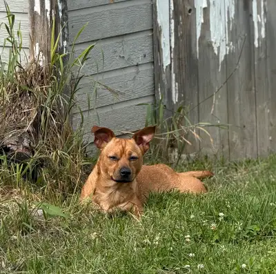 1 year old mix female, View more