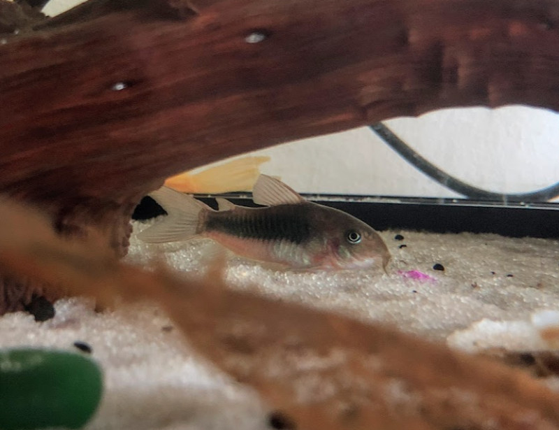 Bronze cory catfish (corydoras) 3 babies, 6 adults Fish for