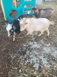 Minature Goats 