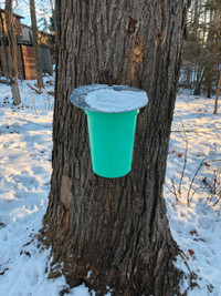MAPLE  SAP  PAIL  AND  ACCESORIES