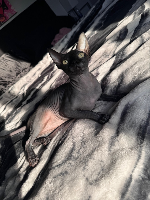 Black Russian Sphinx Sphynx Cat Kitten Female in Cats & Kittens for Rehoming in Laurentides - Image 4