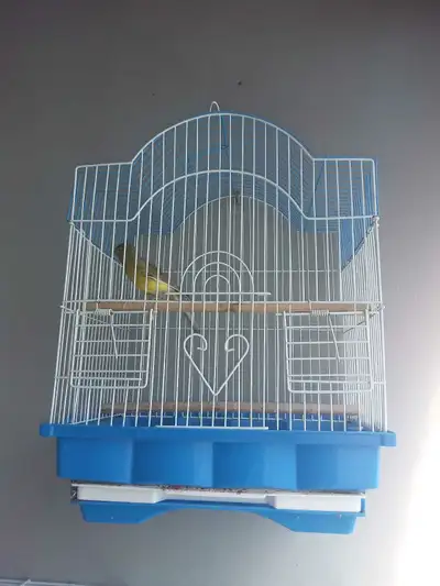 Canary Singer For Sale, View more