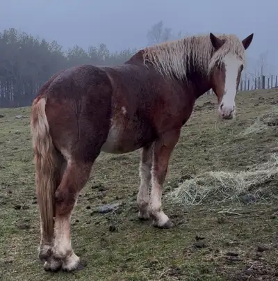Belgium stallion, View more