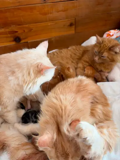 Three moms birthed kittens this month and will soon have kittens available. Unknown sex and eye colo...