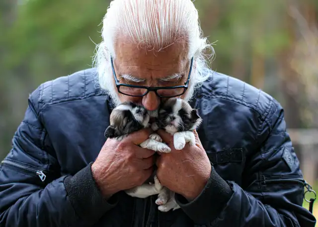 Shih tzu puppies coming HOUSE TRAINED; purebred; CKC reg'd in Dogs & Puppies for Rehoming in City of Toronto - Image 5