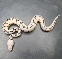 List of available Ball Pythons