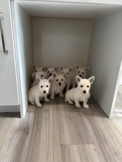 westie pups ready soon!!, View more