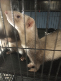 Ferrets for sale!!