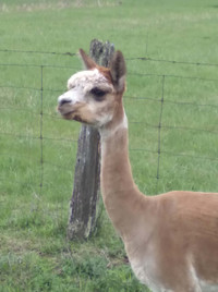 Female alpaca for sale