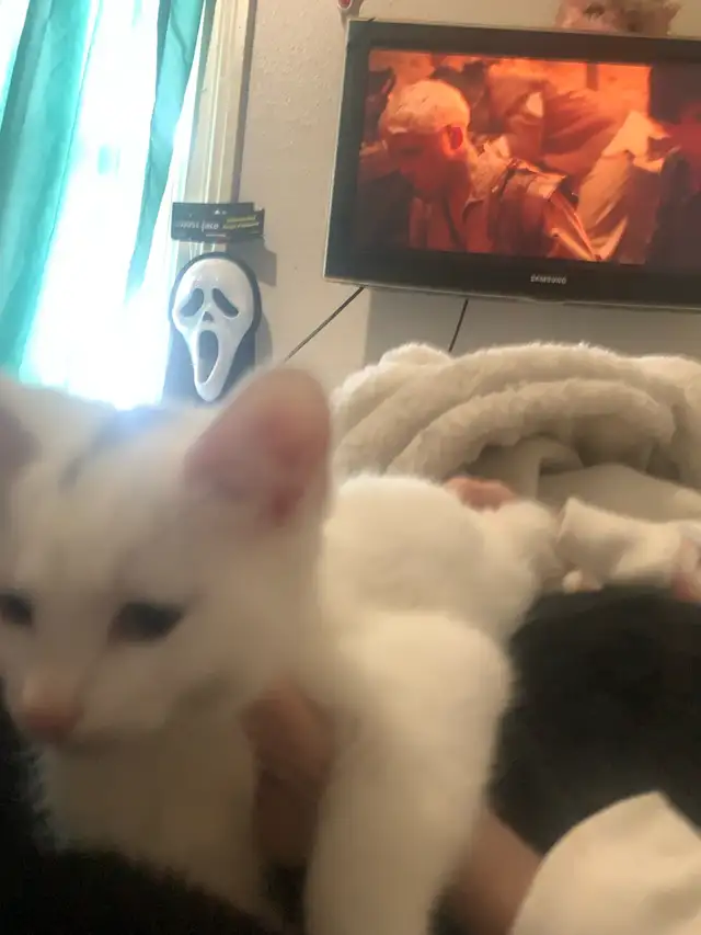 Kitten ready for forever home