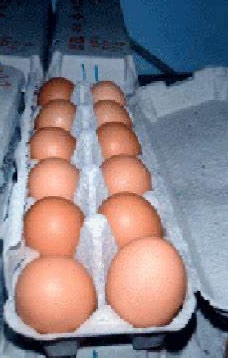 farm fresh eggs east gwillimbury, View more