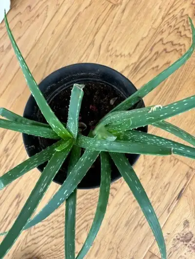 Aloe Vera, Rubber, and Chinese money plants, for salequite big
