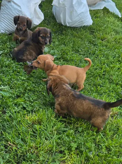 3 Darling boys and 2 Sweet little girls outside today for some playtime and chasing some leaves. Lol...