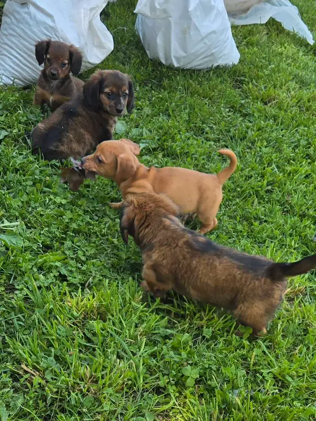 Miniature Daschund Miniature Australian Shepherd Puppies for Sal in Dogs & Puppies for Rehoming in Woodstock - Image 2