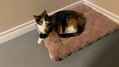 À contre-cœur, je dois me séparer de ma chatte formidable… Elle a un an, pleine de vie, d’amour, et...