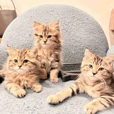 Kittens (Persian.Tabby), View more