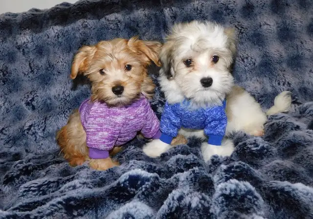 Morkie puppies mixe in Dogs & Puppies for Rehoming in City of Toronto - Image 7