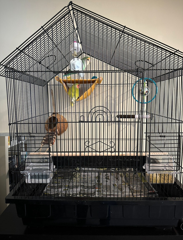 Love Birds, Cage and all accessories in Small Animals for Rehoming in Sudbury - Image 3