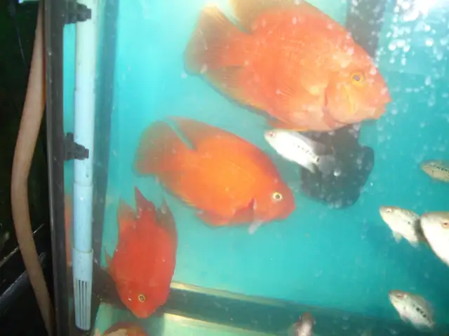 FOR SALE LARGE RED KING KONG PARROT FISH $60 EACH in Accessories in City of Toronto - Image 3
