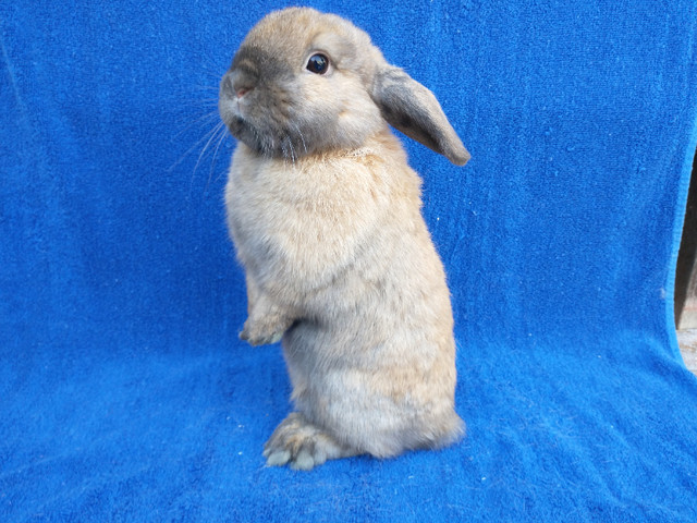 EXTRAORDINARY HOLLAND LOP BABY DWARF BUNNY RABBITS in Small Animals for Rehoming in Ottawa - Image 4