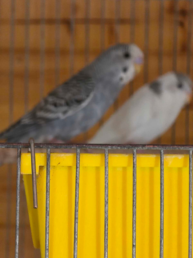 perruches nourrient a la main arlequin  dans Oiseaux à adopter  à Laval/Rive Nord