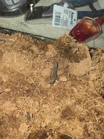 Mourning Geckos + Complete Terrarium Setup, View more