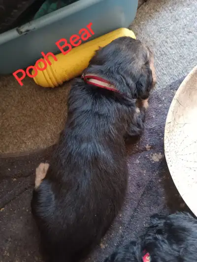 One of a kind mix puppies, View more