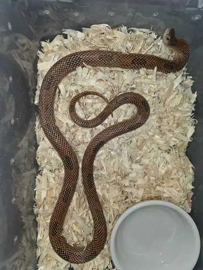 Red Blotch Kingsnake female , View more