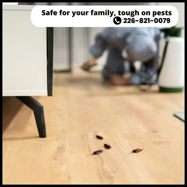 ✆ 226-821-0079 Pest Control – Serving the GTA in Cleaners & Cleaning in Mississauga / Peel Region - Image 10