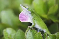 FREE green anole lizard 