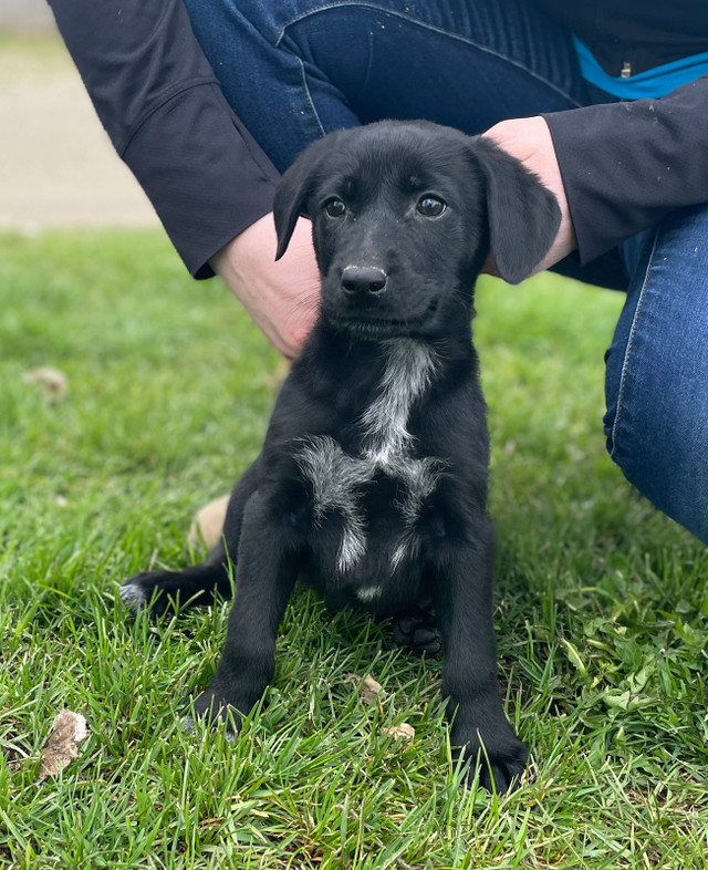 GERMAN SHORT-HAIR POINTER x GERMAN SHEPHERD PUPPIES  in Dogs & Puppies for Rehoming in Stratford - Image 3