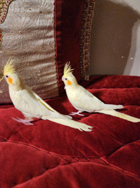 Bébé Cockatiel âge 3 mois