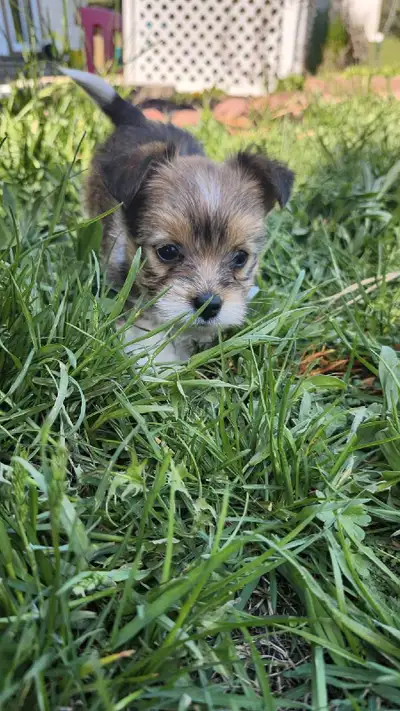 Yorkie/Maltese/chihuahua puppies. Very curious and playfull pups, 3 male 1 white female. Not vaccina...