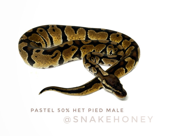 Ball Python Collection Sale - Make an offer - need to rehome! in Reptiles & Amphibians for Rehoming in Delta/Surrey/Langley - Image 3