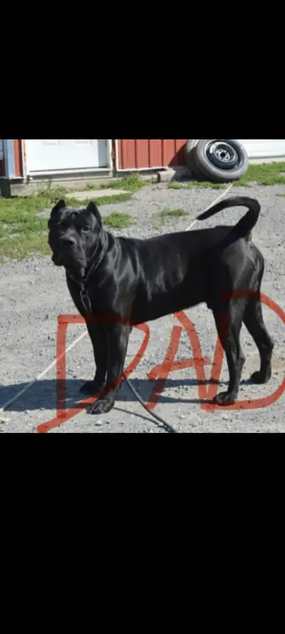 Purebred Presa Canario  mastiff 11 pups  **** only 4 left ****, View more