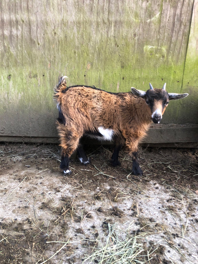 Baby fainting goat in Livestock in Mission