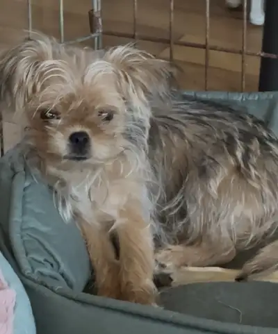 Xmas Price!!  - Hewey - Golden boy!! - Fully vaxxed, View more