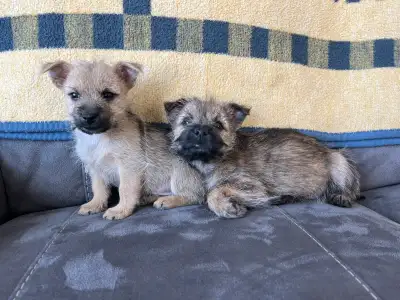 ***CAIRN TERRIER PUPPIES***, View more