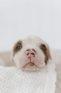 ❤️Heart Stealers: Fall in Love with Our American Bulldog Puppies