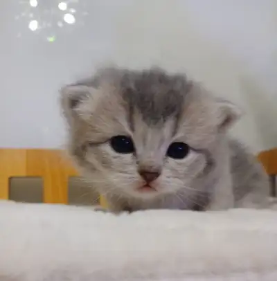 Absolutely Adorable Purebred Scottish Fold Kittens, View more